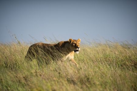 A female lion stalks in long dry grass. (National Geographic/Alicia Russo)
