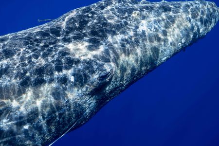 An entangled humpback whale. (National Geographic for Disney/Kim Jeffries)