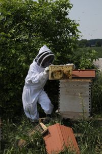 Beth Pol removes a frame from the Pol family's bee hive to split the colony and provide more space. (National Geographic)