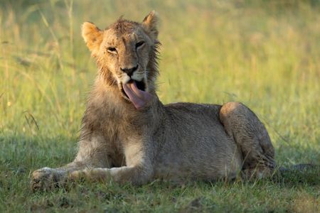 Kio sits in the grass with his neck craned and his tongue stretched out. National Geographic/Simon Blakeney)