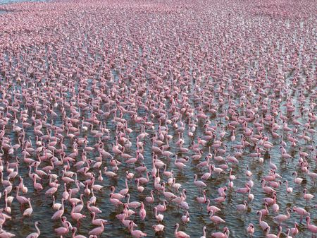 A large flock of lesser flamingos at Lake Elmenteita. (National Geographic/Luke Nelson)