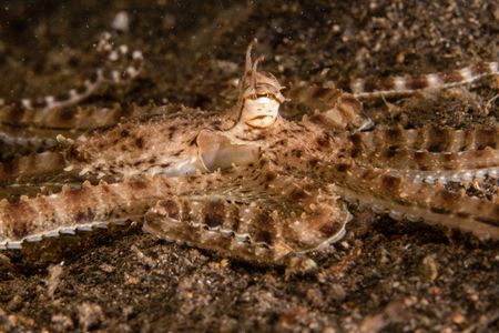 A Mimic octopus (Thaumoctopus mimicus), with striped skin patterning, stretches out all eight arms across black volcanic sand.  (National Geographic for Disney/Craig Parry)