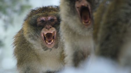 Barbary macaques bare their teeth in aggression. (BBC Studios Distribution Ltd)