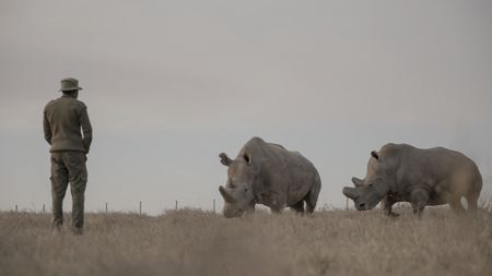 Zacharia Mutai, the keeper of the Northern White Rhinos watches Fatu and Najin.  (credit: National Geographic)