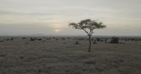 Dusk on the Ol Pejeta Conservancy.   (credit: National Geographic)