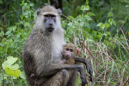 A Kinda baboon mother and her baby in the forests of Zambia. (National Geographic/Kate Laurie)
