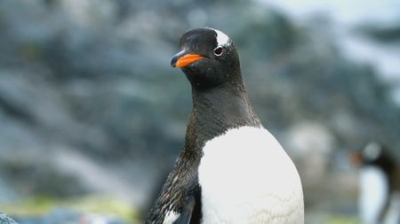 A lone Gentoo penguin stands looking off to its right in Antarctica. (Getty Images)