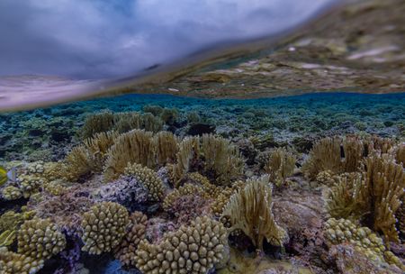 The underwater world of coral at Beveridge Reef is observed during the National Geographic Pristine Seas expedition.   National Geographic Pristine Seas, in collaboration with the Governments of Niue (GON) and Tofia Niue, embarked on a scientific survey to document marine biodiversity in the small island nation known for its crystal-clear waters teeming with sea life—from humpback whales, gray reef sharks, 80-pound groupers, and other marine life. Located in the South Pacific, 1,300 miles northeast of New Zealand between Fiji, Samoa and Tonga, Niue is one of the largest elevated coral atolls in the world. The Pristine Seas Niue expedition is the third stop on The Global Expedition, an ambitious five-year collaboration with central and western Pacific Island nations. (National Geographic/Manu San Félix)