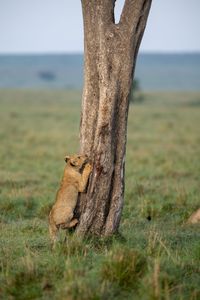 Kio clawing the trunk of a tree, his feet clear of the ground as he tests his growing strength and balance. (National Geographic/Simon Blakeney)
