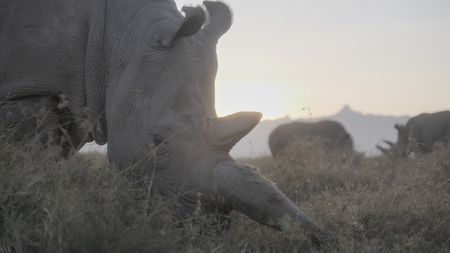 Najin, one of the last two Northern White Rhinos, with Fatu and a Southern White Rhino in the background.  (credit: National Geographic)