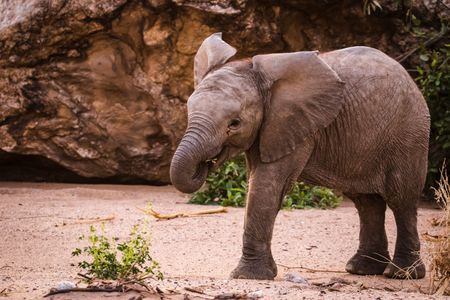 A newborn calf eats branches. (National Geographic for Disney/Robbie Labanowski)