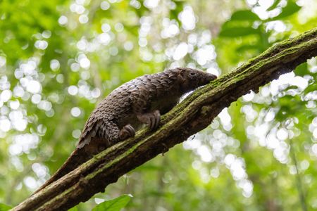 A white-bellied pangolin climbs a tree at a wildlife sanctuary in Liberia. (National Geographic/George Woodcock)