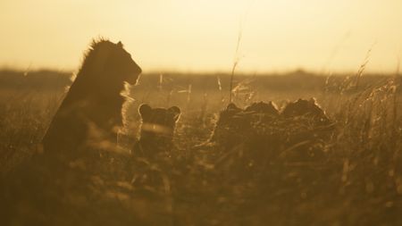 Kio and his brothers sit in the long grass bathed in the golden light of dawn. (National Geographic/Dominico Pontillo)