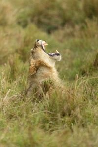 A young male lion tilts his head back and yawns. (National Geographic/Simon Blakeney)