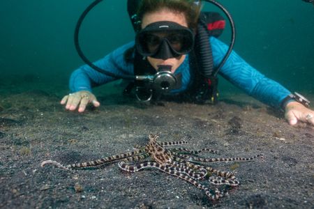 A Mimic octopus (Thaumoctopus mimicus) looks up at Dr. Alex Schnell from his position on black volcanic sand, while she observes him.  (National Geographic for Disney/Craig Parry)