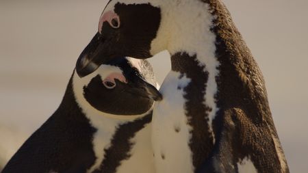 A pair of African penguins. (National Geographic)