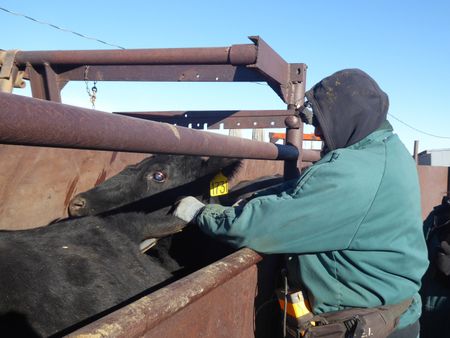 Dr. Ben Schroeder uses an ultrasound rig to check the pregnancy status of a cow. (National Geographic)