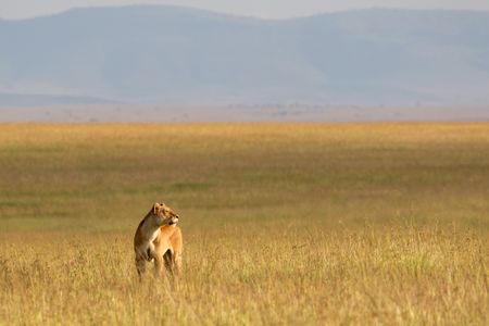 Summer stands in the open grassland, glancing sideways at something that has caught her attention. (National Geographic/Georgina Ward)