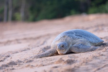 A green turtle nesting on the beach of Poilao Island. (National Geographic/Sacha Thorpe)