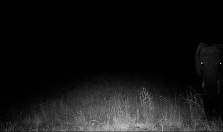 The first photo of a ghost elephant captured by a motion controlled camera. The eyes glow in this night shot. (Credit: Courtesy of The Wilderness Project Archive)