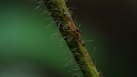 Ants crawling on a branch of the Amazon rainforest. (credit: National Geographic)
