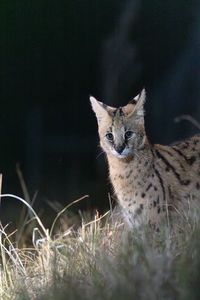 A serval at night in South Africa. (National Geographic/Ellie Ryder)