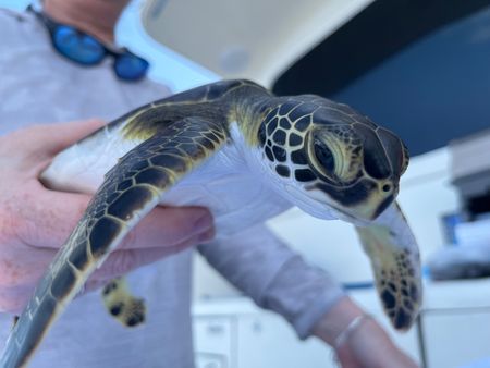 Turtle scientist Dr. Kate Mansfield holds a turtle after examining it. (National Geographic for Disney/Ruth Davies)