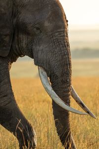 An adult elephant moves through the grass in Maasai Mara, Kenya. (National Geographic/Joe Treddenick)