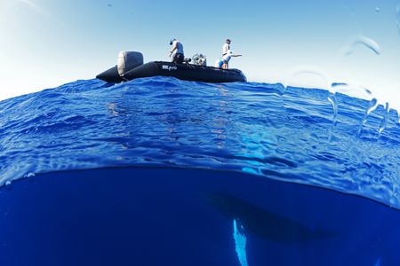 A humpback whale swims underwater as crew members float in a boat above. (National Geographic/James Loudon)