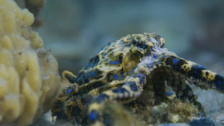 A Blue-ringed octopus (Hapalochlaena maculosa) displays bright blue rings, a warning that the venom in her bite is deadly. (National Geographic)