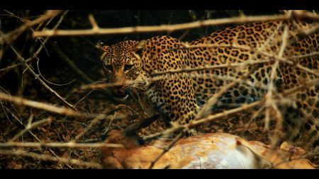 Leopard on Safari. ABC News Studios’ “Trophy Wife: Murder on Safari”
