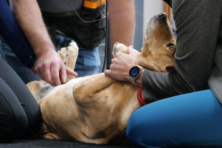 As Drs. Erin and Ben Schroeder examine Maggie the dog's stomach, she looks up at vet tech Val Sovereign for comfort. (National Geographic)