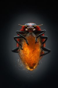 When a female wasp stings a ladybug, it leaves behind a single egg. After the egg hatches, the larva begins to eat its host from the inside out. When ready, the parasite emerges and spins a cocoon between the ladybug’s legs. Though its body is now free of the tormentor, the bug remains enslaved, standing over the cocoon and protecting it from potential predators. (credit: Anand Varma)