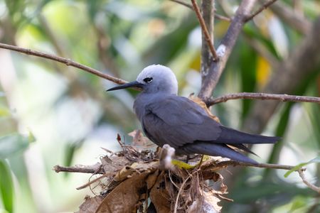 A lesser noddy tern in a nest on Fregate Island, Seychelles. (National Geographic/Berenice Mathieu)