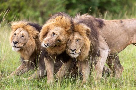 Olepolos sits while Osapuk and Orkitok stand beside him, their heads close together as the three pride males maintain a tight bond. (National Geographic/Simon Blakeney)