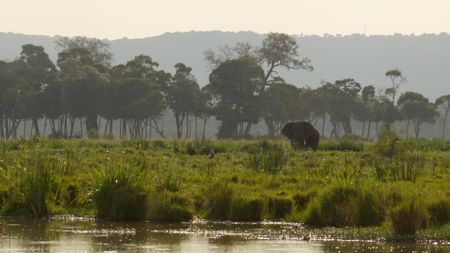 An elephant stands in the marsh, surrounded by yellow-billed storks. (National Geographic/Mark MacEwan)
