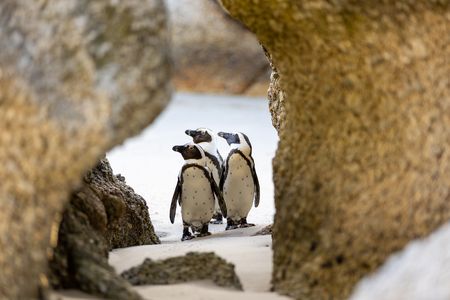 Three African penguins walking between rocks on Boulders Beach, South Africa. (National Geographic/Virginia Quinn)