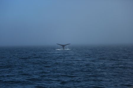A whale is spotted off the coast. (National Geographic/Wayne Moss)