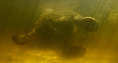 Underwater footage of an elephant as seen in Ghost Elephants. (Credit: Skellig Rock, Inc/Roger Horrocks)