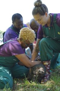 The Critter Fixer team all pitches in to keep Bella, the pig, calm and secure during her hoof exam. (National Geographic for Disney/Nicholas Reaves)