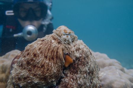Dr. Alex Schnell observes a Day Octopus (Octopus Cyanea) resting on coral with mottled skin coloration and bumpy texture.  (National Geographic for Disney/Craig Parry)