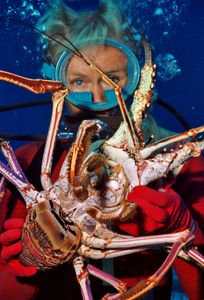 Valerie Taylor holding a crayfish, 1968. (photo credit: Ron & Valerie Taylor)