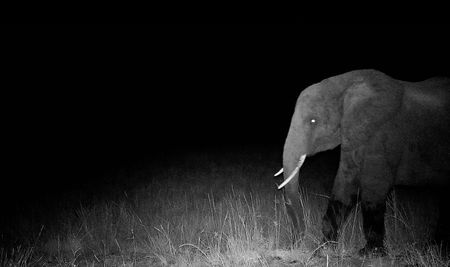 The first photo of a ghost elephant captured by a motion controlled camera. The eyes glow in this night shot. (Credit: Courtesy of The Wilderness Project Archive)