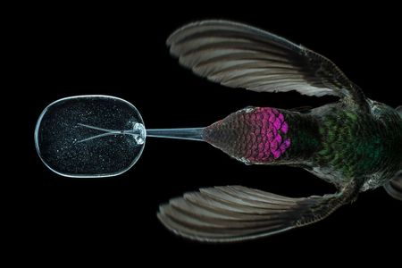 The forked tongue of this Anna’s hummingbird can be seen through the glass vessel from which it’s drinking artificial nectar. To keep the birds healthy in captivity, the artificial nectar they’re fed contains protein powder and other nutrients, seen here as white specks. (credit: Anand Varma)