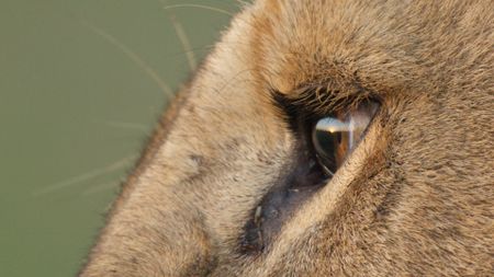 A closeup on the eye of a male lion. (National Geographic/Sophie Darlington)