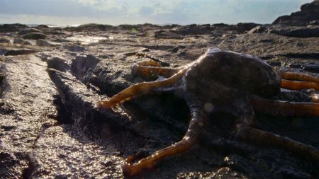 An island octopus walking on the rocks. (credit: National Geographic/Christian Dimitrius)