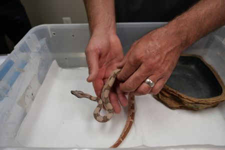 Dr. Ben Schroeder does a wellness check on Shay, a baby boa constrictor. (National Geographic)