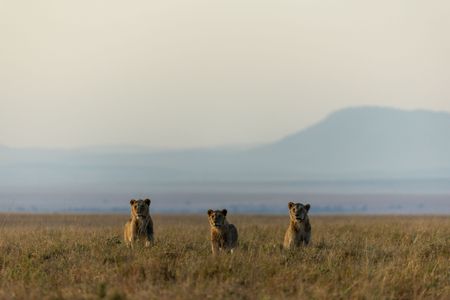 Three young male lions stand in a line in Maasai Mara, Kenya. (National Geographic/Simon Blakeney)