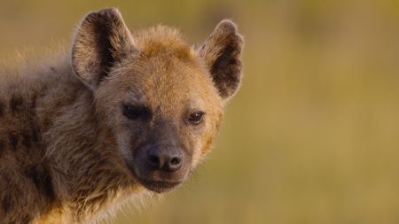 A portrait of a spotted hyena. (National Geographic)