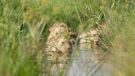 Kio and his brothers cool off in a wet ditch.(National Geographic/Sophie Darlington)